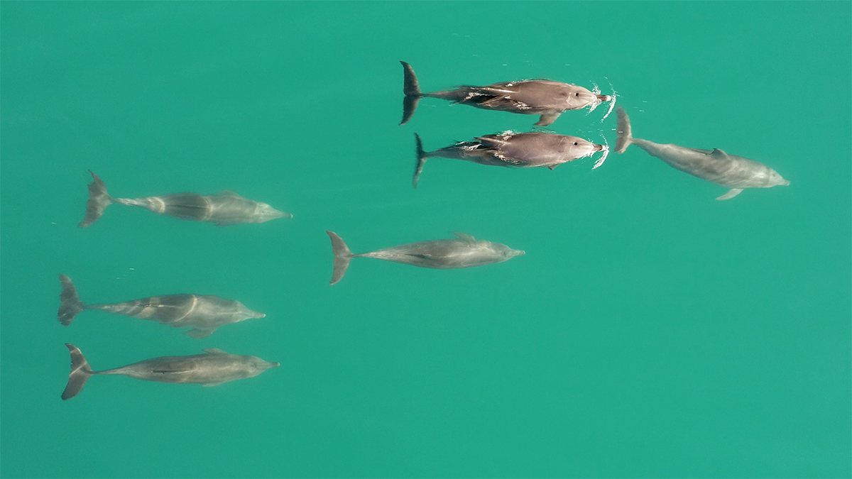 Drones are an example of the new technology that is enabling us to learn much more about the Shark Bay dolphins. Here we see two male alliances together, a pair and a trio,  each behind their female consort 