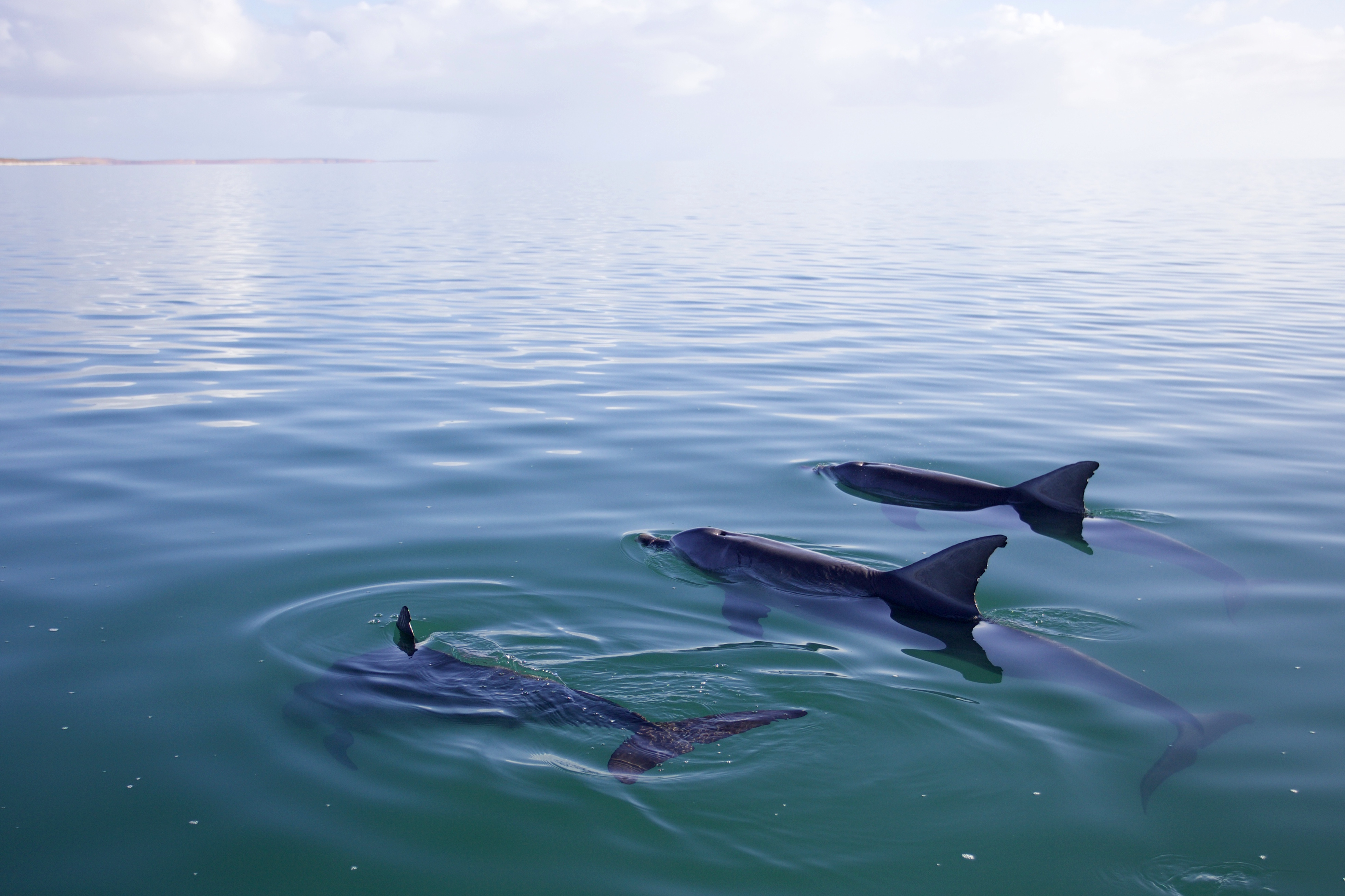 A trio of allied males on a glassy-calm day in Shark Bay.