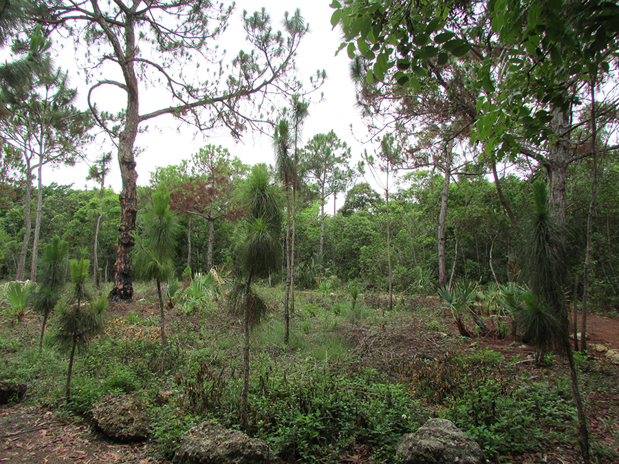 Nature Preserve | Ignite | Florida International University | FIU