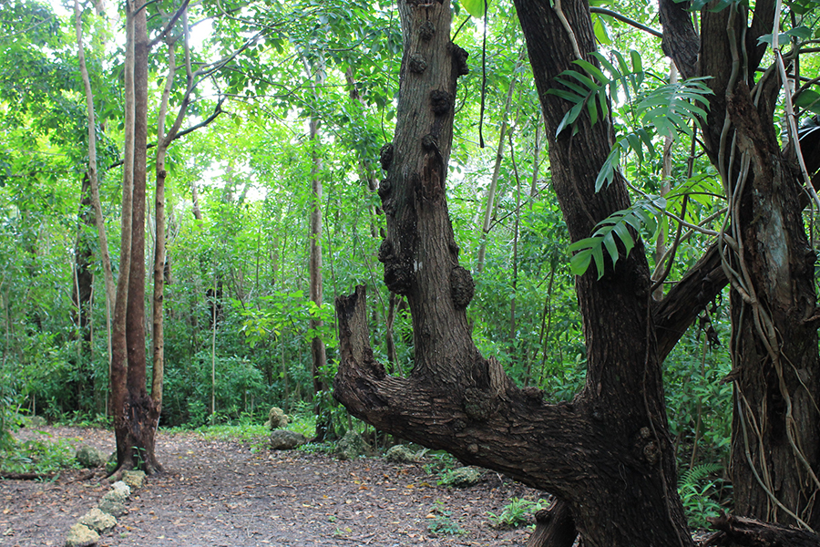 Nature Preserve | Ignite | Florida International University | FIU