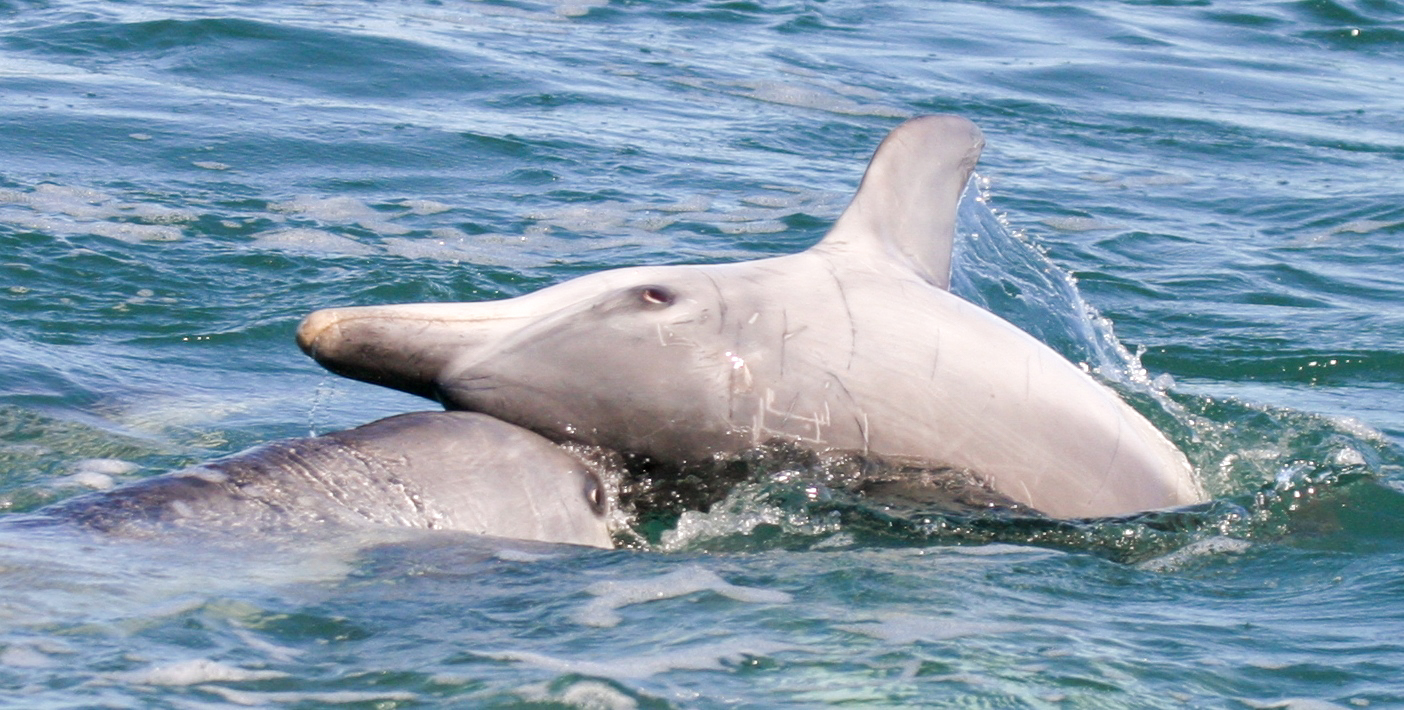 Socializing dolphins in Shark Bay