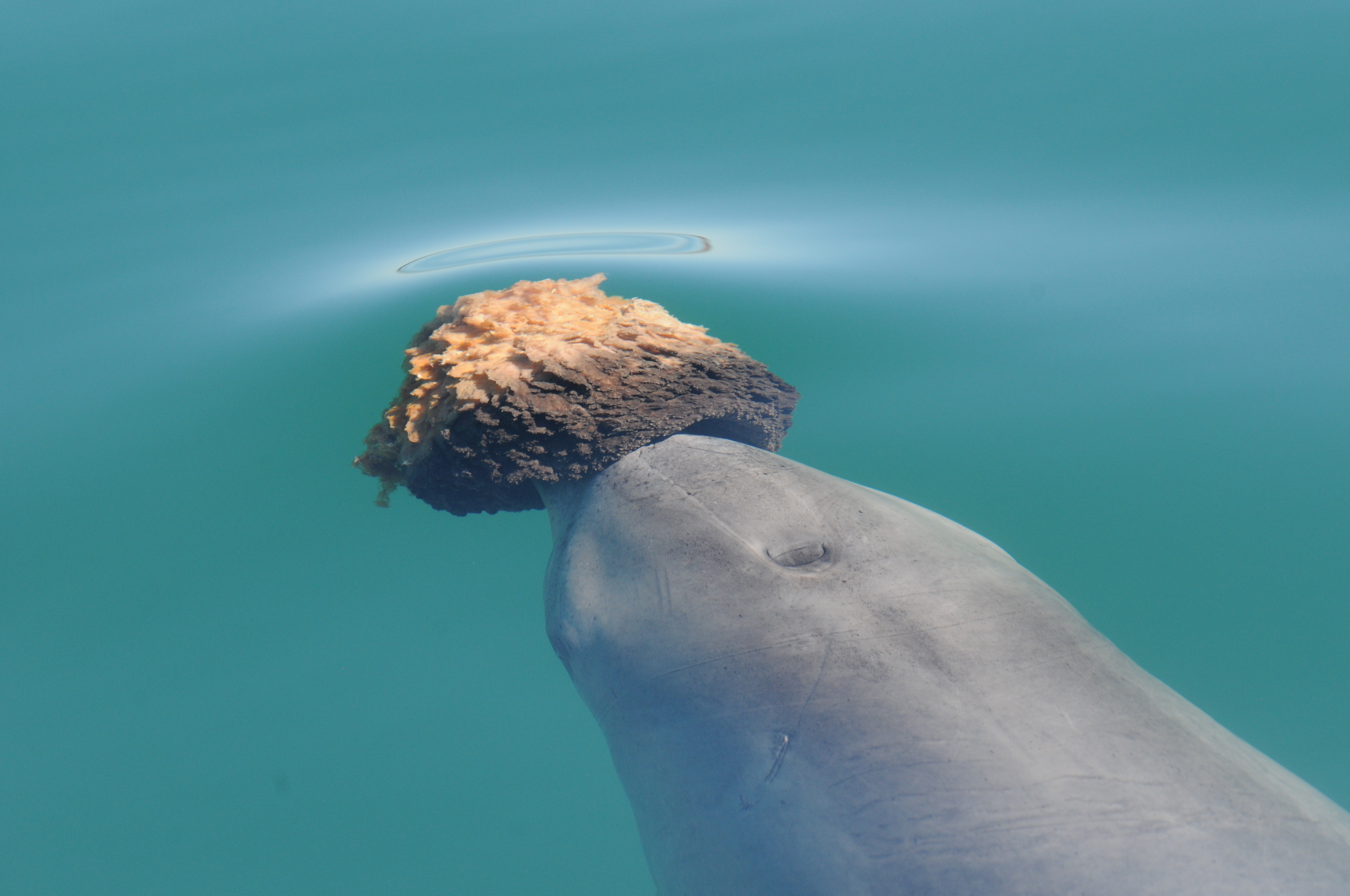 Some dolphins in Shark Bay use sponges as tools to protect their snouts while probing the bottom for prey.
